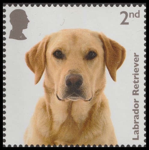 5168 dogs labrador - 5168,