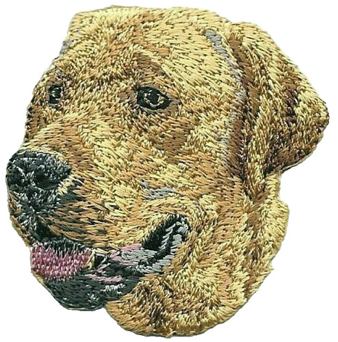 Golden labrador retriever dog - labrador,