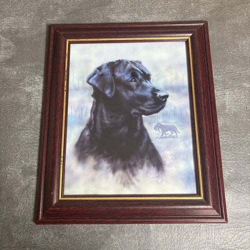 Framed labrador retriever - framed,