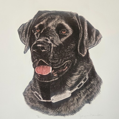 Black labrador lab - "lab", retriever